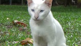 Meeting a white cat at the park by The Shaw Cats 57 views 1 year ago 2 minutes, 5 seconds