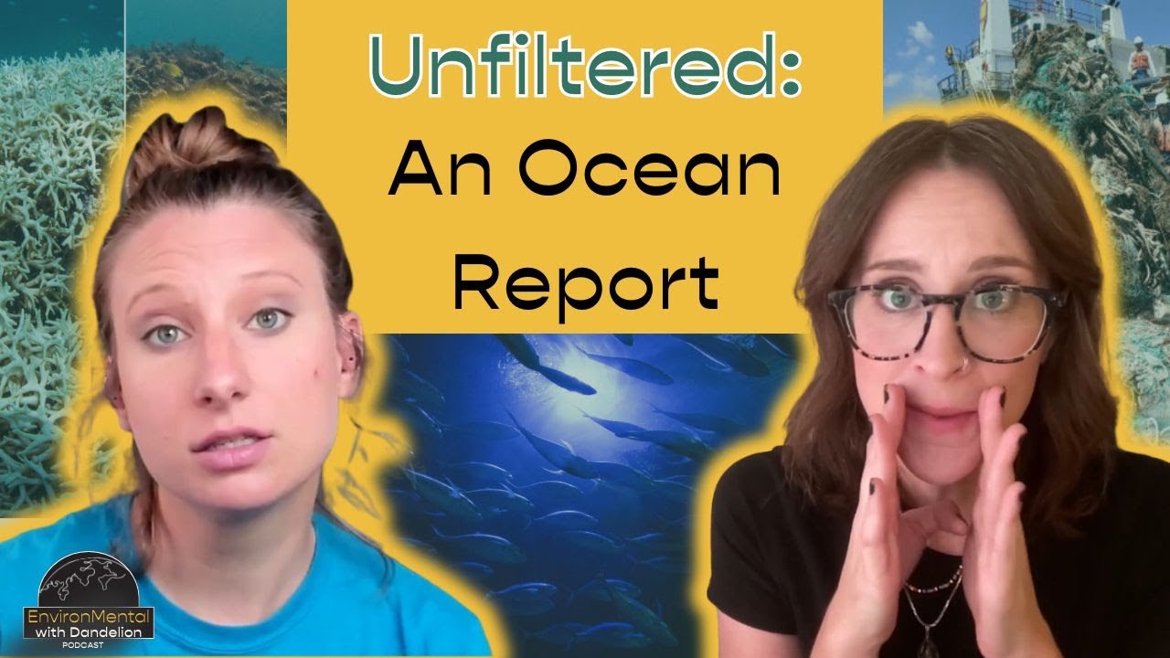 What Do Melting Sea Stars Mean for You   Sept '25 News on EnvironMental with Dandelion