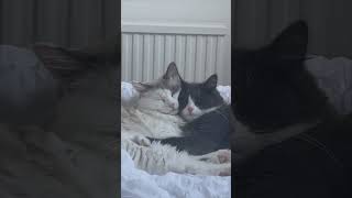 Heartwarming Sight of Two Cuddling Cats