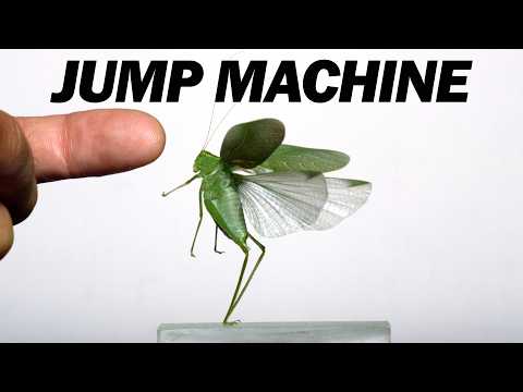How Cricket, Grasshopper…& Beetle!? Jumps Work