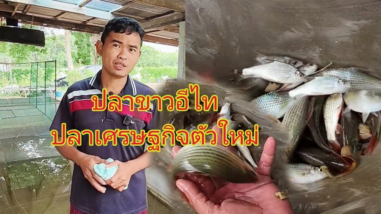 ปลาขาวอีไทปลาหายากเพาะพันธุ์ขยาย เพื่ออนุรักษ์ เพื่อนำมาเป็นสัตว์เศรษฐกิจภายในอนาคต