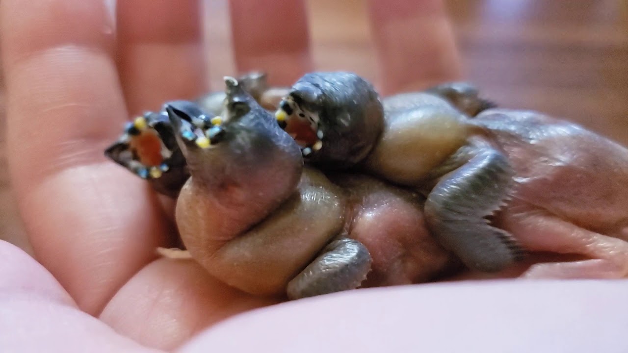 コキンチョウ雛 胡錦鳥雛 Gouldian Finch Youtube