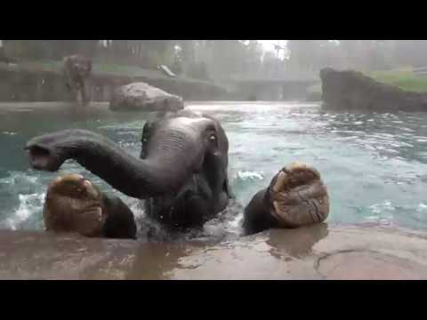 ANIMAL BUZZ The Apple Addicted Elephant - Video