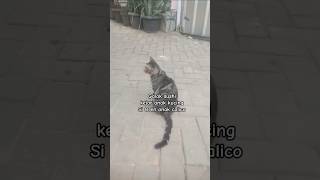 Kucing sushi Kejar anak kucing oren 😂