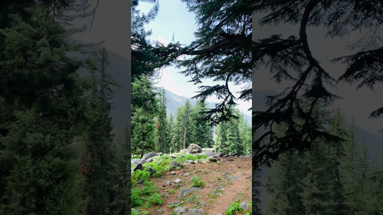 Wow swat Kalam valley beauty 😍|Kalam tallest mountains and trees like a fantasy 😇