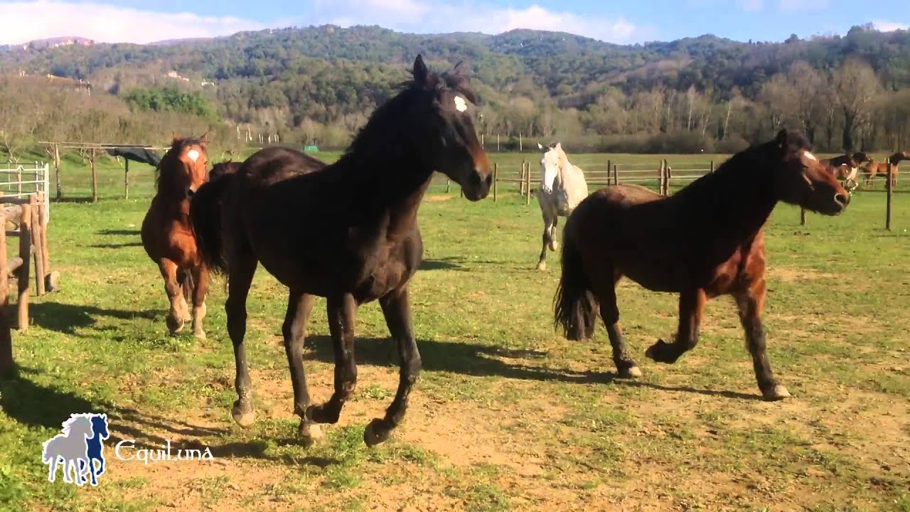 Libertà di muoversi e relazionarsi: questa è vita per i cavalli!