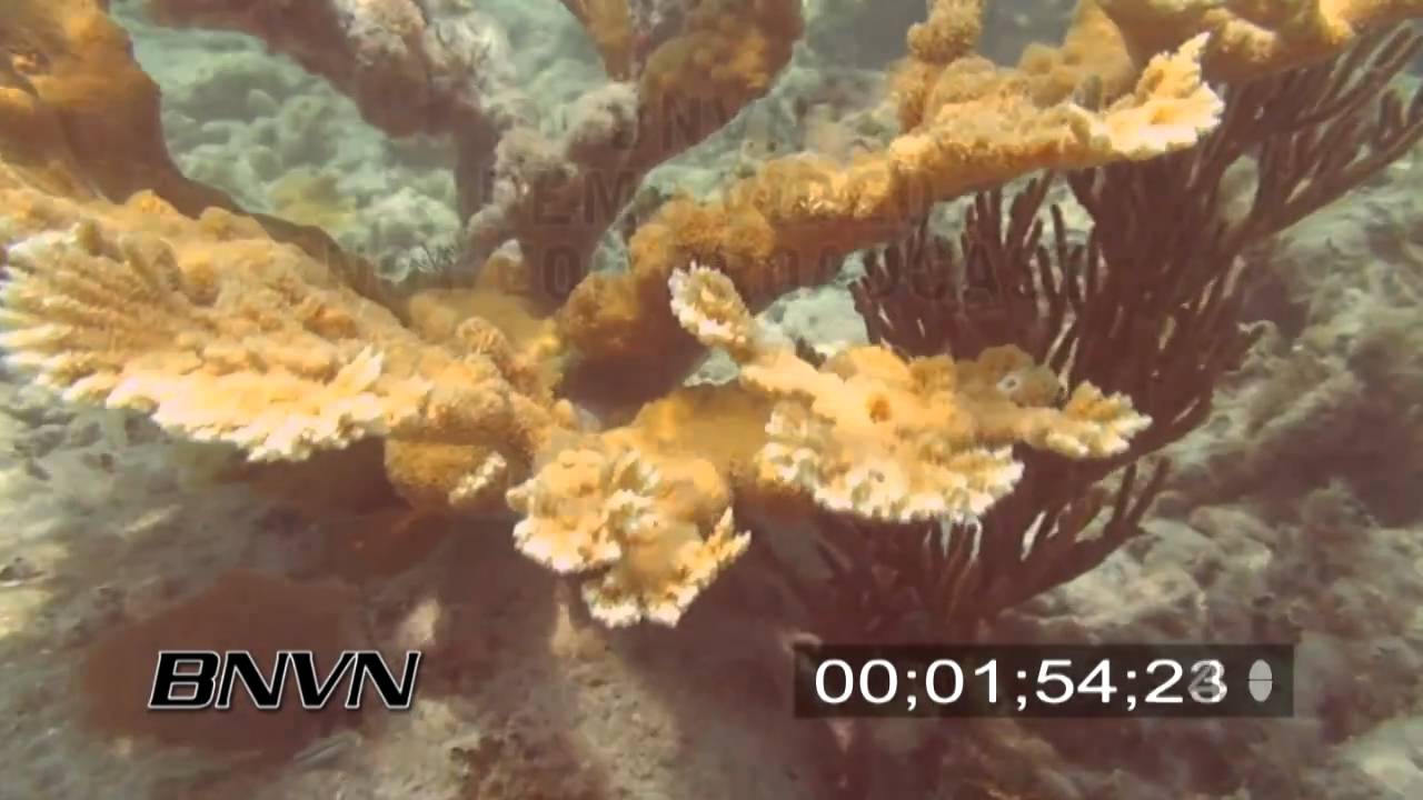 6/20/2007 Elkhorn Coral stock footage