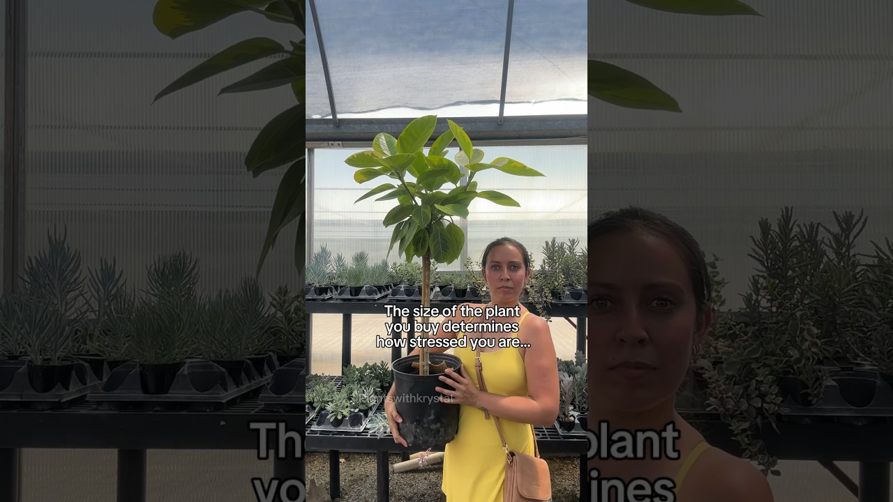 What size plant do you need? 