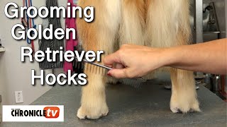 Dog Show Grooming: Golden Retriever Hocks