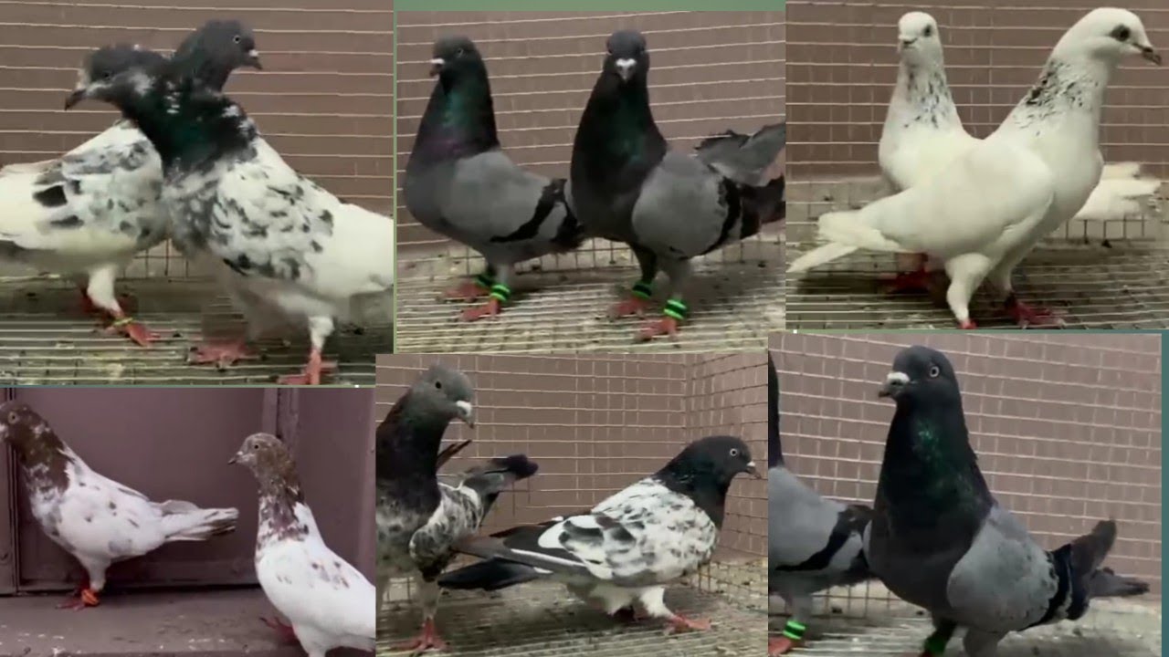 Types Of Racing Pigeons All type Racing pigeons birds - YouTube