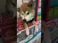 芝犬可愛い🐶