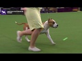 American Staffordshire Terriers | WKC | Breed Judging 2020 の動画、YouTube動画。