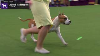 American Staffordshire Terriers | WKC | Breed Judging 2020