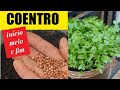 Revelo O SEGREDO que faltava para plantar COENTRO EM CASA ◇ (início meio fim)