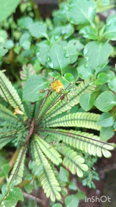 Mukkutti #shortvideo #ayurveda