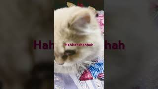 Meoww #cat #kitten #kitten #kdram
