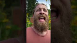 Elecampane: A Powerful Herb for Lung Congestion
