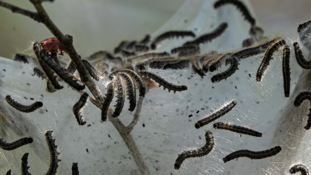 Tent Caterpillars YouTube Tent Caterpillars YouTube