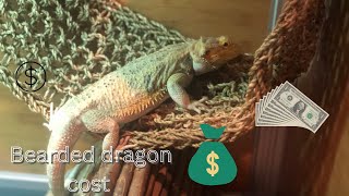 The cost of a bearded dragon!!