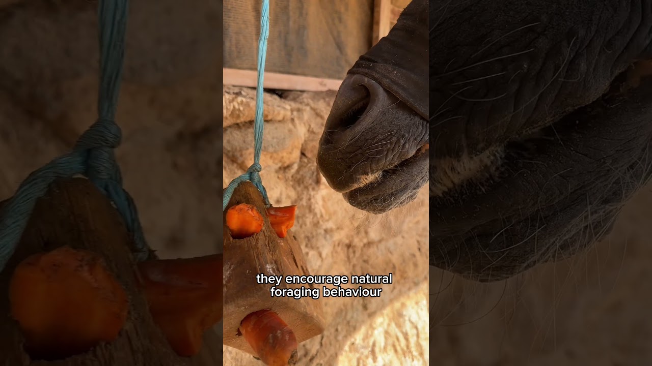 Mental Stimulation is Key: Enrichment Toys for Horses | Tenerife Horse Rescue