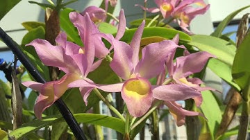 #GVOS2020 Cattleya/Guarianthe guatemalensis