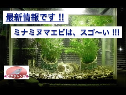 酸素を多く含んだ水槽 シリーズ3 Youtube