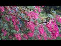 Gardeners cottage garden tour in spring gardening.s gardentour cottagegarden