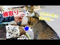 弟猫が歯磨きおやつを横取りされて悲しい顔をしてもジャイアンな兄猫