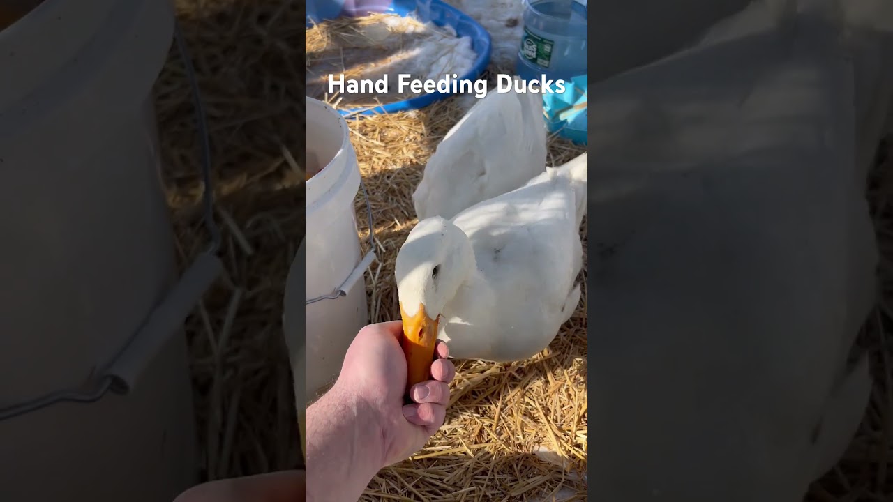 Hand Feeding Ducks