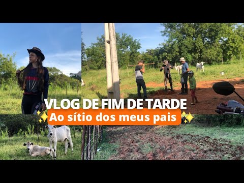 NOSSO FINAL DE TARDE NO SÍTIO / MILHO COZIDO + ARAÇÃO DE TERRA+ PLANTAÇÕES DE COQUEIRO E ABACATE