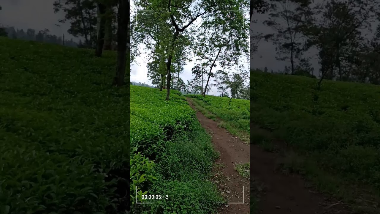 Wisata Kebun Teh Magelang - YouTube