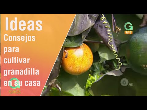 Video: Necesidades de fertilización de la granada: cuándo y qué alimentar a los árboles de granada