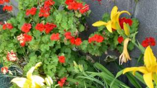 5月後半の家の花