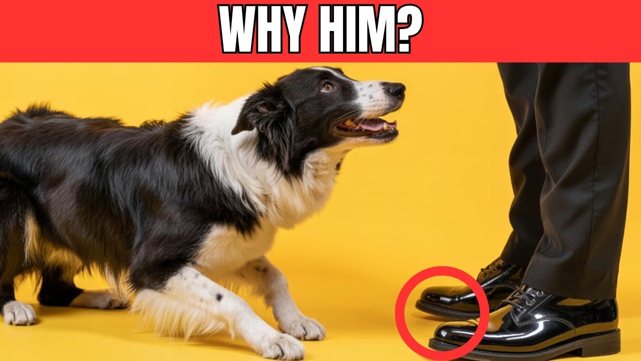 Why Do Dogs Bark at Some Strangers, but Not Others