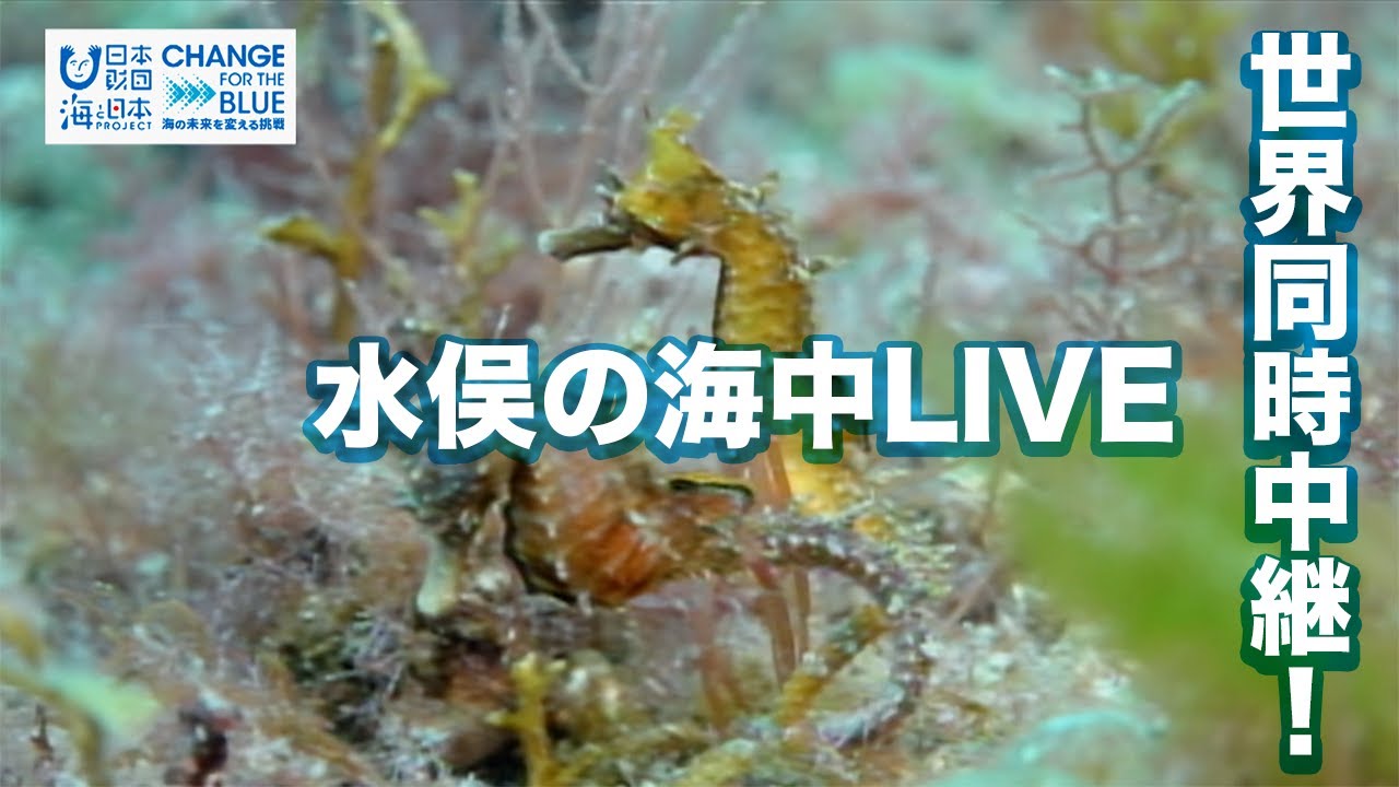 世界同時中継「海中LIVE in 水俣」 日本財団 海と日本PROJECT in