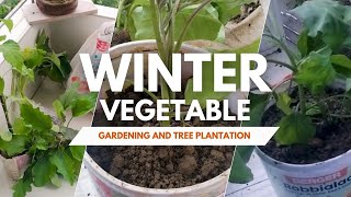 Winter Vegetable Gardening | শীতকালীন সবজি চাষ | Tree Plantation