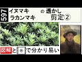 597 年一回手入れのイヌマキ、ラカンマキ剪定 Pruning dog maki and lakan-maki once a year. miki3