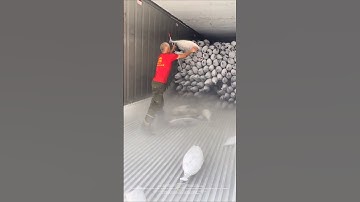 This is how to unload tuna in the freezer! 💪 Don