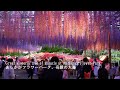 Ashikaga Flower Park is breathtakingly beautiful right now! (From daytime to illumination)