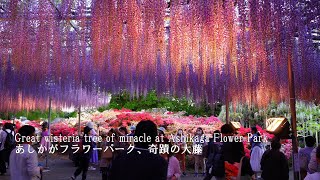 Taman Bunga Ashikaga sangat cantik sekarang! (Dari siang hari ke pencahayaan)