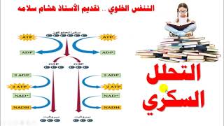 التحلل السكري glycolysis