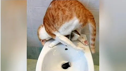 Video 369341: funniest animals compilation, compilation best animals, cat