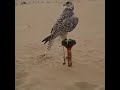 شيلة احسبني صرت في يومين غالي