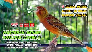 Kenari GACOR NGEREK‼️ Masteran Kenari PAUD dan Pancingan Kenari MACET BUNYI dan Betina NGIWIR - 259