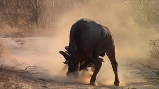 Tough Buffalo Fighting