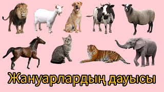 Жалаңаш бұйра аққұба