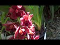 Цветение Редкой Орхидеи. Цветение Цимбидиумов, Bifrenaria, Cym.Australian Midnight Black Beauty Subt