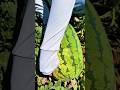 Giant Watermelon Harvest Creates Massive Sweet Profits #watermelon #harvest #farming