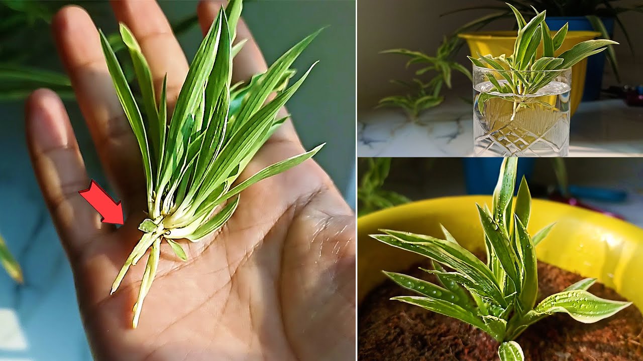 How to propagate spider plant babies ?