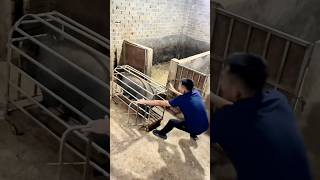 Controlled Pig Guiding Into A Cage